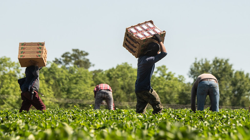 agriculture medium