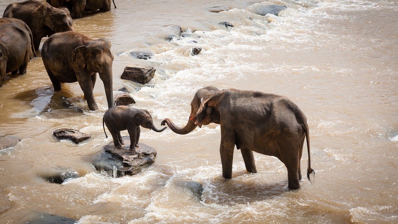 elephants