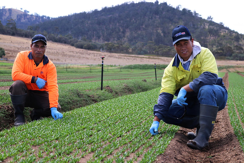 Pacific Islander men tend to seedlings in a field