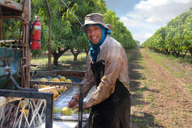 A Tongan man smiles while washing mangoes